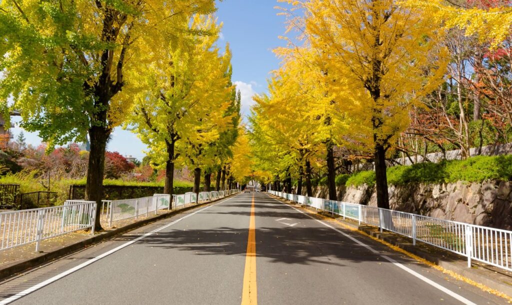黄葉したイチョウ並木がつづく秋の道路